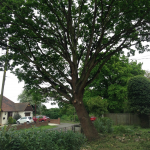 Oak after crown thinning