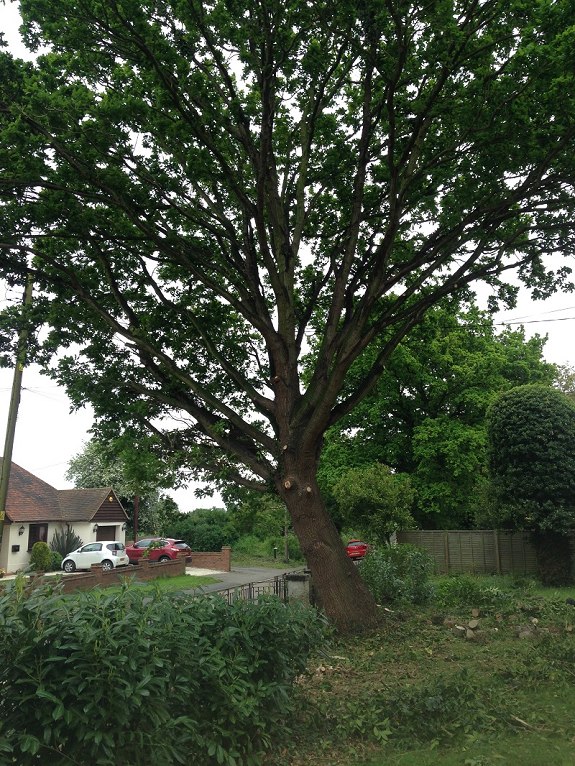 Oak after crown thinning