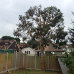 Eucalyptus reduced and various shrubs removed