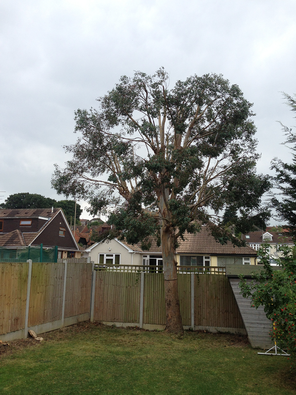 Eucalyptus reduced and various shrubs removed