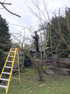 Crown clearance of Apple tree